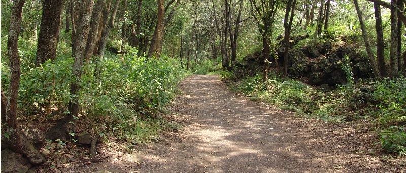 Bosque De Tlalpan