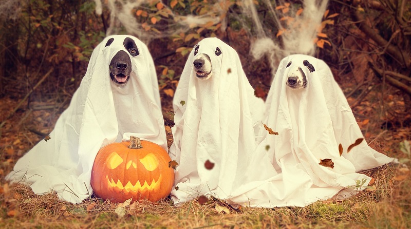 ⊛ Así es como se Celebra Halloween en el Mundo ???? ¡Datos Curiosos!